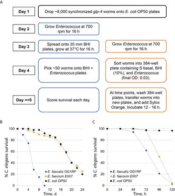 Development and Characterization of High-Throughput Caenorhabditis elegans – Enterococcus faecium Infection Model